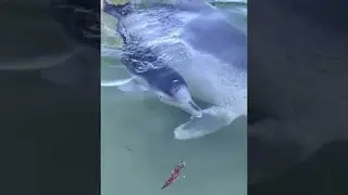 Dolphin Shows of Her Calf to Dolphin Feeding Cafe || ViralHog