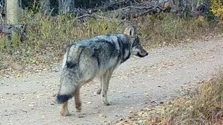 Colorado Parks and Wildlife pauses gray wolf translocations