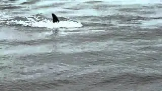 whales at bere point, malcolm island 1