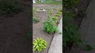 Days of work at my village home | мои рабочие дни на хутаре вчерашняя работа nb:20🕊🕊🕊🕊🤚🙏🏡😍😁