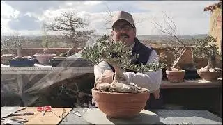 @mas historias de bonsai.unete al canal lo pasarás bien #bonsai aficionado👍🌳🔔