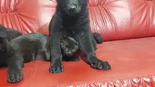 Rescued Puppy Refuses To Sleep Without His Black Cat Mom