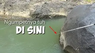 UMPAN LUMUTNYA LARIS MANIS | Nutul Melem