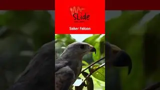 🇦🇪 UAE&rsquo;s national bird is the Saker Falcon 🦅