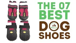 The Best Dog Shoes for Any Occasion