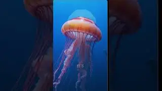 Types of Jellyfish: Exploring the Different Species and Their Unique Features