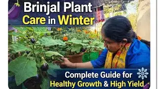 Brinjal plant care in winter#terracegarde #winter care tipsfor brinal#gardeningideas#leena's organic