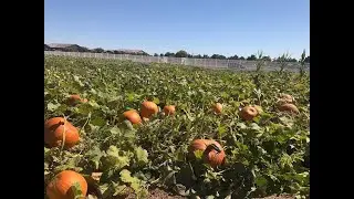 Сад Gilcrease Orchard на северо-западе Лас-Вегаса открывает сезон тыквенных плантаций