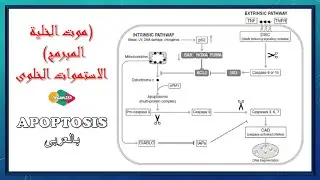بالعربى Apoptosis - الاستموات الخلوى