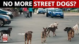 Bengaluru To Soon Become Stray Dog-Free: 