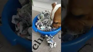 Koiran aktivoiminen kotikonstein -Tee Se Itse -peli