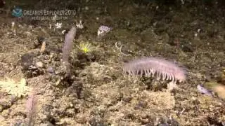 Indonesia-USA Deep-sea Exploration: July 11, 2010 Highlights