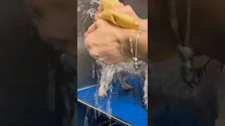 How To Dry Your Dog Off Quickly After A Bath 🐶