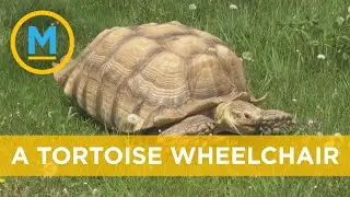 Zoo staff create wheelchair for partially paralyzed tortoise | Your Morning