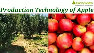 Production Technology of Apple by Satwik Sharma #FRTS121