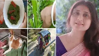 Harvesting+cooking+petcare+shopping সবমিলিয়ে একটি productive day#daily#bengoli#lifestyle