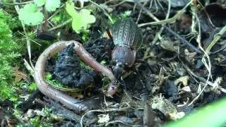 Carabus cancellatus