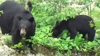 Algonquin Park Wildlife Viewing June 2023 Compilation
