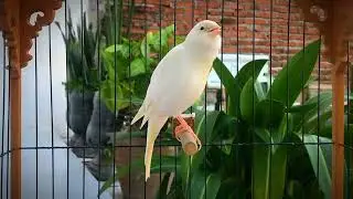 The ultimate canary singing video from a legend‼️Belgian Canary Singing