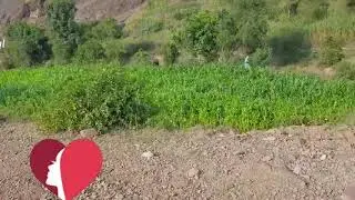 ايوب طارش واجمل مناظر اليمن السعيد