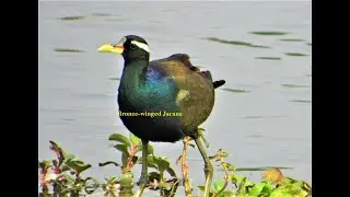 BRONZE WINGED JACANA Metopidius indicus