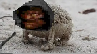 A very angry cultist frog