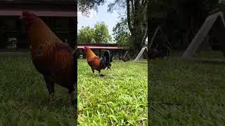 RGA Gamefarm - Rafael 
