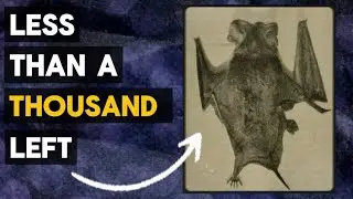 The Rarest Bat In North America&hellip; Explained