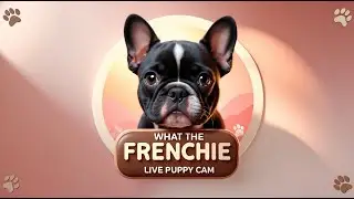 🐾 LIVE Frenchie Puppy Cam | Cream, Fawn & Sable French Bulldogs @WhattheFrenchie-zb7qw