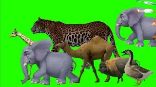 dinosuar elephant tiger monkey zebra hippo animals stampede | green screen animal | animals stampede