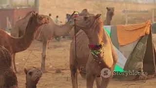 Trans-Sahara Trade: Africa Ancient Economic Power House