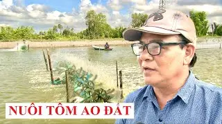ĐỂ NUÔI TÔM AO ĐẤT  THÀNH CÔNG #nuoitom​​​​​ #thuhoachtom​​​​​ #thuysan #visinh