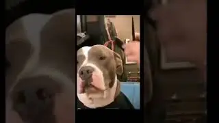 The power of a haircut #funny #shorts #dog #dogs #hairstyle #hair #memes #rizz