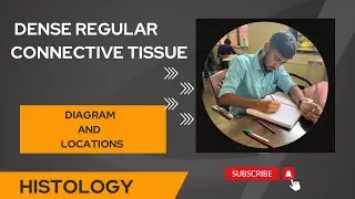 DENSE REGULAR CONNECTIVE TISSUE | Histology Series | #meded #1styearmbbslectures #gmcsindhudurg