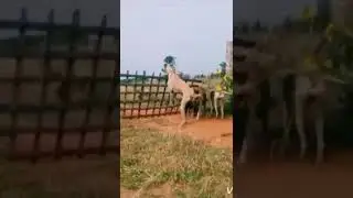 JUMB 💥 #trending #shorts #viral #tamil #madurai #win