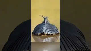 The Umbrella Hunter | Black Heron