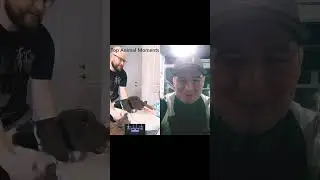#dog #animals #funnyshorts #funny #comedy #lol #lmao #reaction #reels #shorts #viral #fyp #video