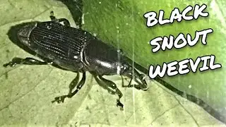 Black snout weevil | bangaw tv