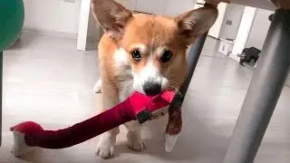 I WANT TO PLAY! The dog makes noise and attracts attention😲