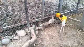 Yellow Golden Pheasant / Gul Guldfasan