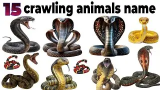 Snake Names for Kids | Learn 15 Types of Snakes in English | Preschool & Toddler Learning Video