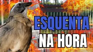ESQUENTAR TRINCA FERRO FRIO COM TRINCA FERRO CANTANDO PARA DESTRAVAR SEU TRINCA FERRO FRIO