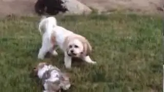Foxglove Farm Cavachons Playing : ) Cavachon LOVE!!!