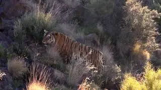 Tiger Canyon 2020 Echo Studio