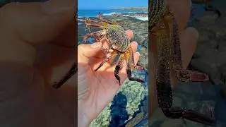 Мягкий экзоскелет краба!😳