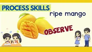 PROCESS SKILLS || OBSERVING IN SCIENCE ||  GRADE 2