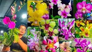 Dendrobium full spike; Review harga anggrek @NimasOrchid #14