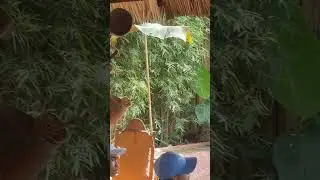 AMAZING TAGBANWA FAMILY