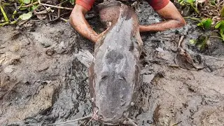 Really  Excellent Search & Catching Big Fish By Hand Fishing In River Site