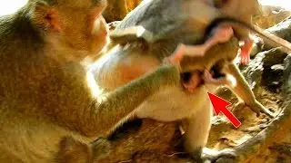 Tara try to follow baby Charlee and grab Charlee from mom Carla